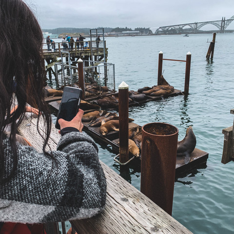 discover-newport-oregon-bay-front-sea-lions.jpg