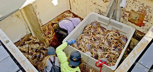 fresh dungeness crab being offloaded