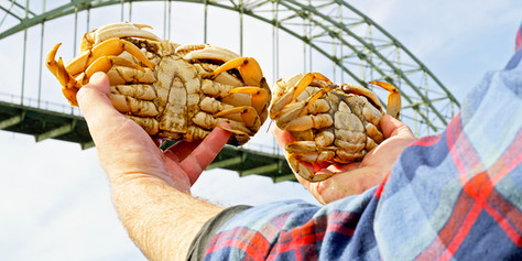 male and female dungeness crabs side by side comparison